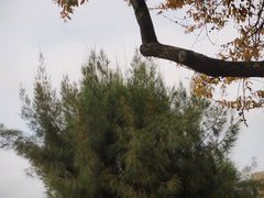 -溪岸路花鸟市场