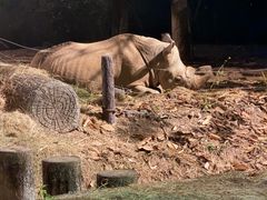 -清迈夜间动物园