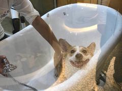 -momokira米努特·德文卷毛猫·棉花面纱犬