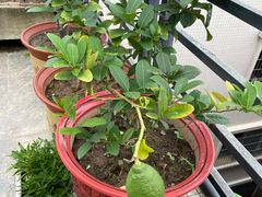 -尚果生态采摘园