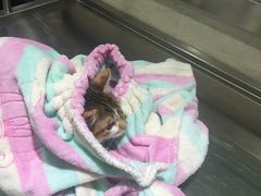 -暖阳宠物医院·犬猫康复中心·骨科