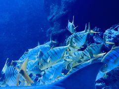 -太平洋海底世界