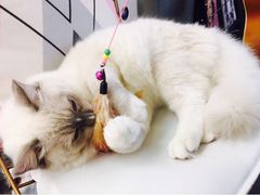 -Heymao猫咖.咖啡厅(东门店)