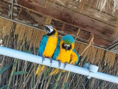 -西霞口神雕山野生动物世界