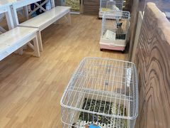 -猫猫幼稚园·撸猫·桌游·电玩