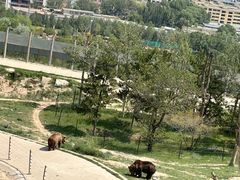 -青藏高原野生动物园