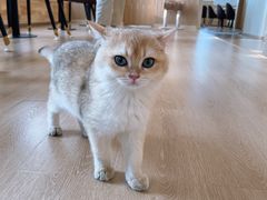 -猫腻·猫咖·撸猫馆(星光大道店)