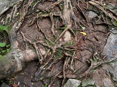 -陕西省红河谷森林公园