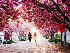 -莱阳濯村樱花园