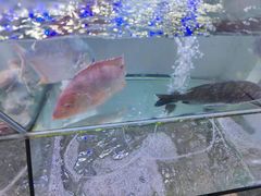 -林记海鲜排档·十年海鲜地标