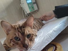 -北京观赏动物医院·24小时大型综合·猫专科·异宠专科
