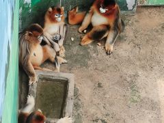 -西霞口神雕山野生动物世界