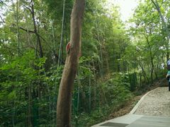 -上海佘山国家森林公园西佘山园