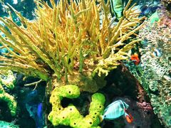-瑞普利水族馆