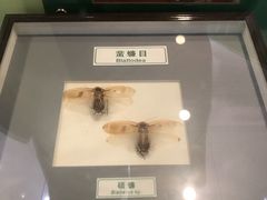 -上海昆虫博物馆