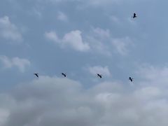 -大湾区中央湿地公园