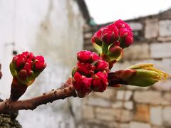-文昌阁