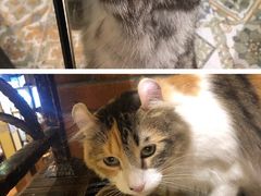 -more than meow吴止猫主题餐厅(承德 中船汇店)