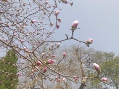 -白云观