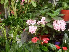 -曲阳花鸟市场(曲阳路店)
