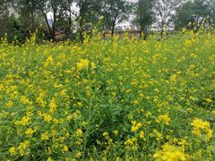 -长白岛森林公园