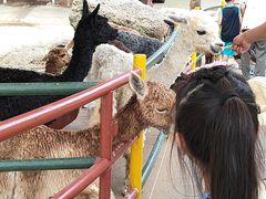 -西霞口神雕山野生动物世界