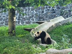 -都江堰中华大熊猫苑