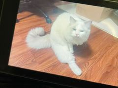 -安安宠医宠物医院·异宠·犬猫内科(岳阳分院)