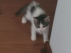 -纳吉亚猫专科动物医院博雅分院