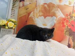 -爱洗澡的猫(望京店)