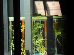 -广东中医药博物馆