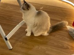 -COLOR PETS 撸猫馆·购猫·猫咖(长风大悦城店)