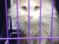 -中农大我爱我爱24h动物医院·中医针灸·猫专科·骨科医疗中心(双井店)