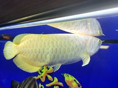 -中环花鸟鱼虫市场