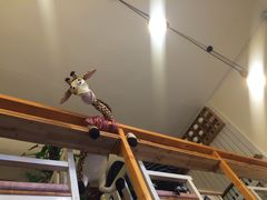 用餐区-长颈鹿咖啡(大学路店)