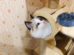 -福尔喵斯探案馆实景搜证·沉浸式剧本杀