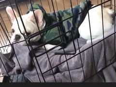 -爱宠屋pet shop·宠物洗澡·宠物美容