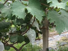 -马陆小张葡萄园农家乐