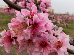 -樂桃源奉贤黄桃种植采摘基地