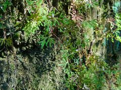 -广州白江湖森林公园