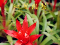 -东芭乐园