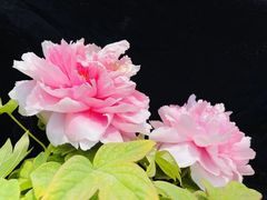 -洛阳市隋唐城遗址植物园