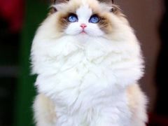 -艾贝尔宠物诊疗