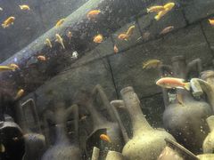 -新加坡水上探险乐园