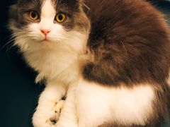 -飞行喵MR PILOT|猫舍·猫咖(静安大融城店)