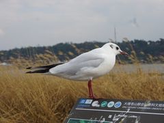 -洱海月湿地公园