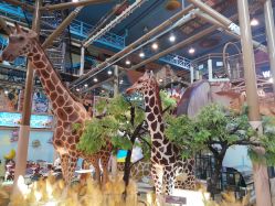 -卡通尼·Safari非洲探索乐园·生日会(金桥国际商业广场店)