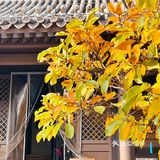快来四合院咖啡店里赏秋吧