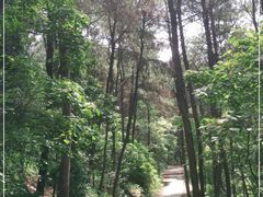 -铁山坪森林公园