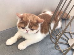 -飞行喵MR PILOT|猫舍·猫咖(静安大融城店)